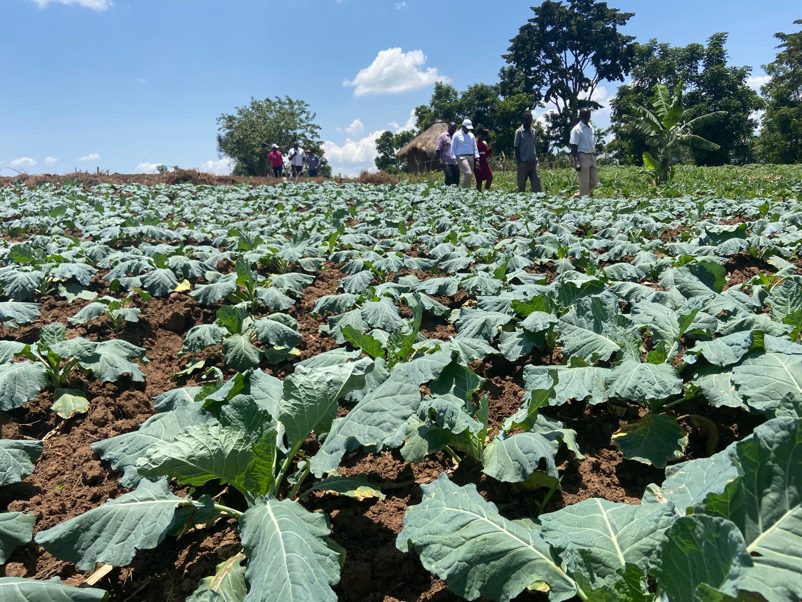 Farmers walking beside a thriving irrigated vegetable field