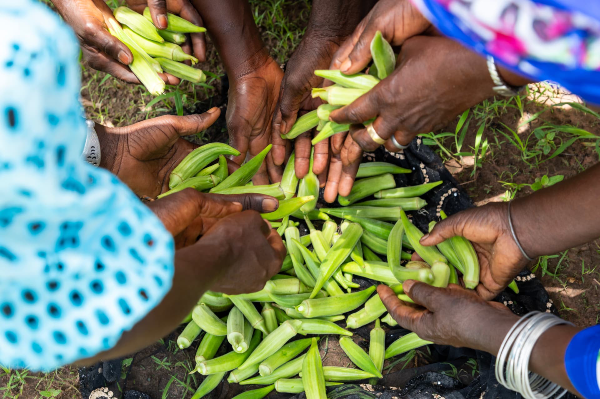 Farmers gathering a freshly harvested okra crop
