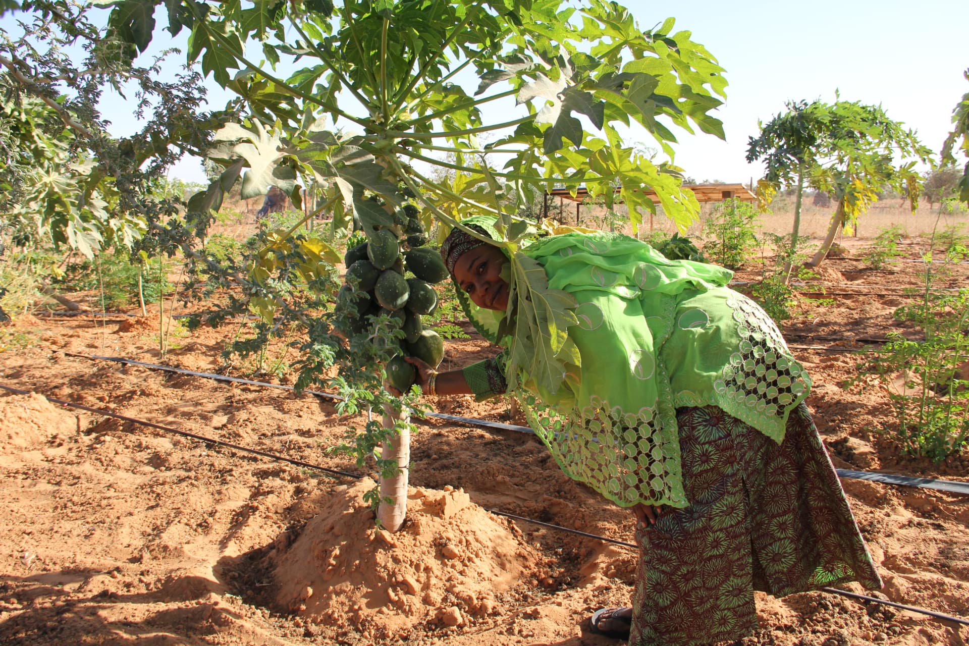 A farmer tending irrigated papaya trees